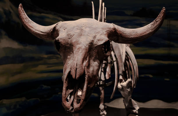 istock full skull of bull specimen display set closeup 1211571649
