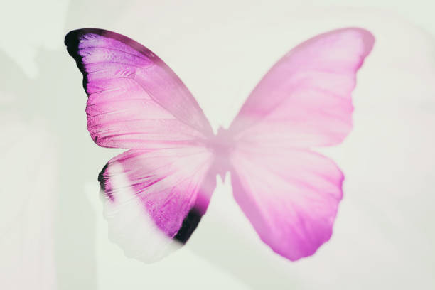 istock butterfly with wings of different colors. isolated on white 1211571807