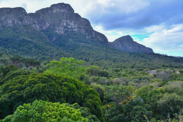 istock Kirstenbosch Botanical Garden 1211575040