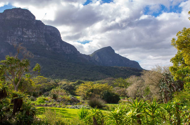 istock Scenery in Kirstenbosch 1211575044