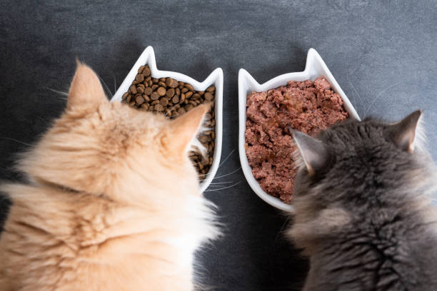 cat food top view of two cats eating wet and dry pet food from ceramic feeding dish longhair cat photos stock pictures, royalty-free photos & images