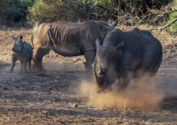 istock Rhino runs from Mother 1211577727