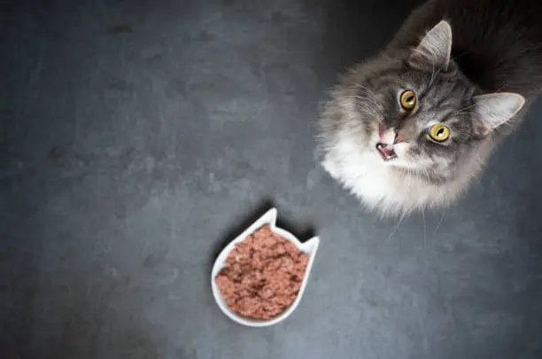 high angle view of a cute blue tabby maine coon cat standing next to feeding dish with wet pet food looking up at camera meowing with copy space