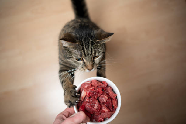fütterung katze - katzenfutter stock-fotos und bilder