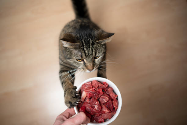 feeding cat tabby cat rearing up to reach feeding dish with raw meat held by pet owner's hand wiith copy space raw diet stock pictures, royalty-free photos & images