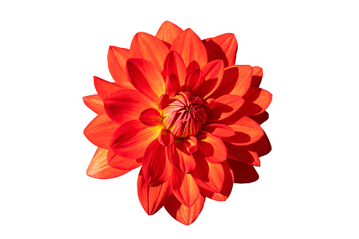 Dahlia 'Taratahi Ruby' a red tuberous herbaceous perennial summer autumn perennial flower plant cut out and isolated on a white background