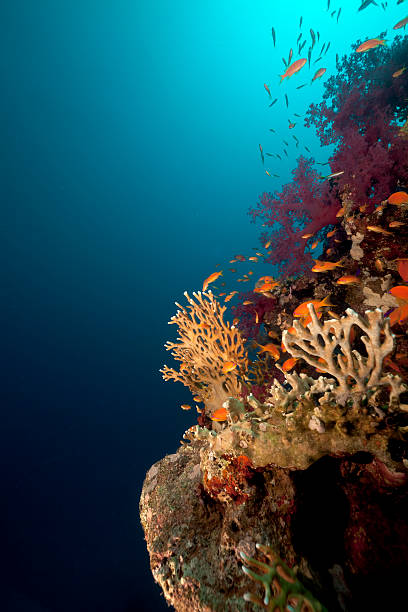 istock Coral reef and fish in the Red Sea. 121157859