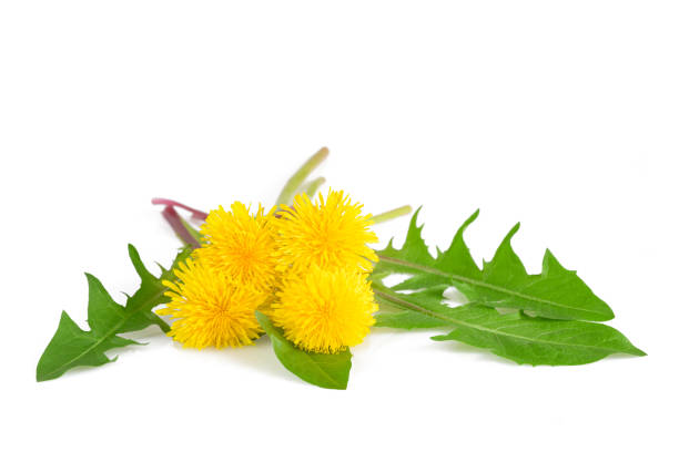 dandelion with flowers isolated on white background