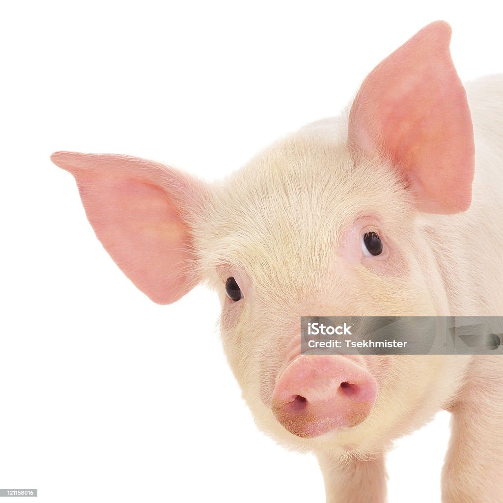 Pig on white Pig who is represented on a white background Piglet Stock Photo
