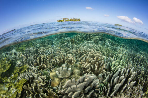 istock Healthy Shallow Corals in Tropical Pacific Ocean 1211580824