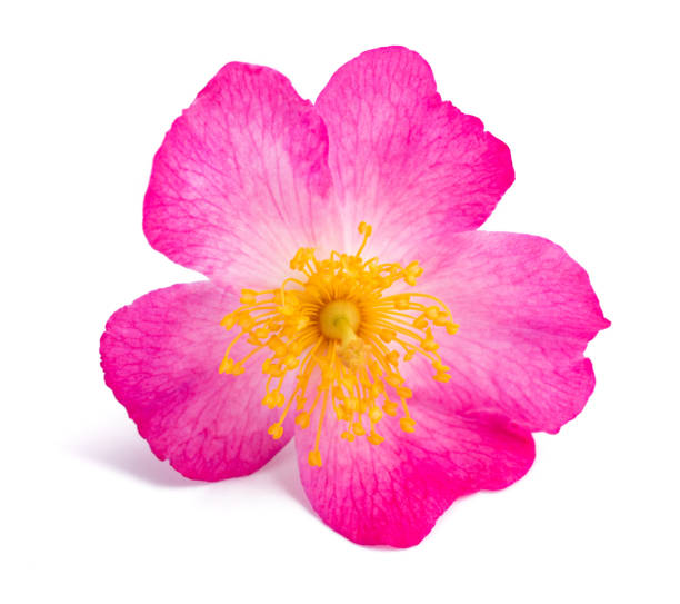istock Dog rose flower 1211581213