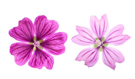 Close up of a dark magenta geranium in Summer.