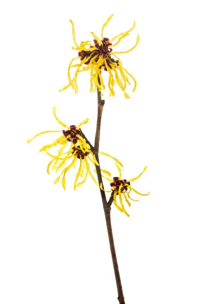 American witch hazel flower isolated on white background