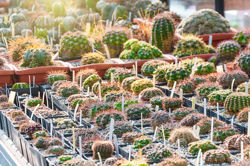 Cactus in small pots on a nurture tray in the garden or in a tropical greenhouse, small decorative cactus plants, garden arranged