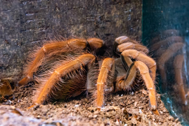 istock Pterinochilus red murinus tarantula spider sits on the ground. 1211581642