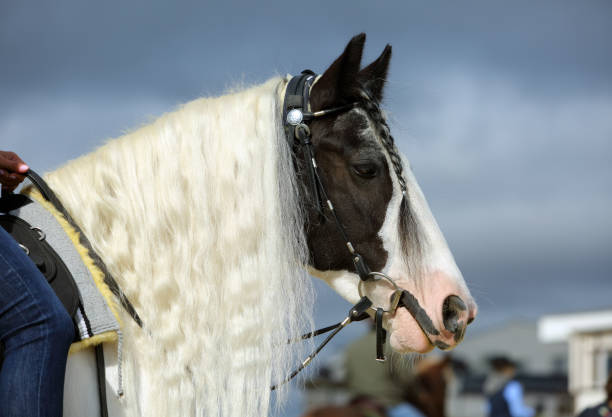 istock Tinker Pony portrait on  sky background 1211581665