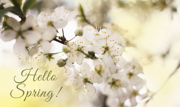 istock Hello spring text fresh sign. Stylish floral greeting card or poster template. Delicate white branch of a flowering Apple tree. Close up. Flowering garden trees. Cherry blossoms. 1211582225