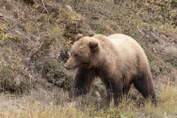 istock Grizzly Bear in Denali National Park in Fall 1211582252