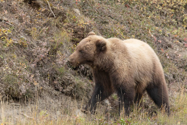 istock Grizzly Bear in Denali National Park in Fall 1211582411