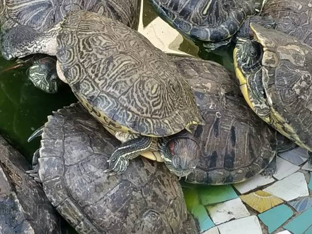 istock Group turtles in the sun on pond 1211582475