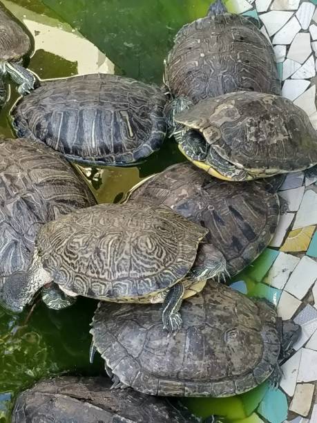istock Group turtles in the sun on pond 1211582505