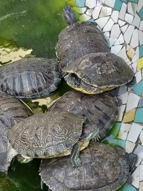 istock Group turtles in the sun on pond 1211582528