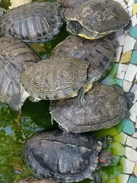 istock Group turtles in the sun on pond 1211582548
