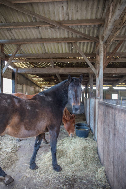 istock Horse farm in Netherlands 1211582600