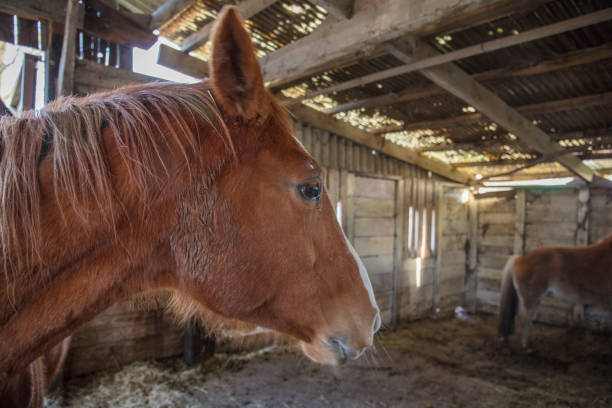 istock Horse farm in Netherlands 1211582605
