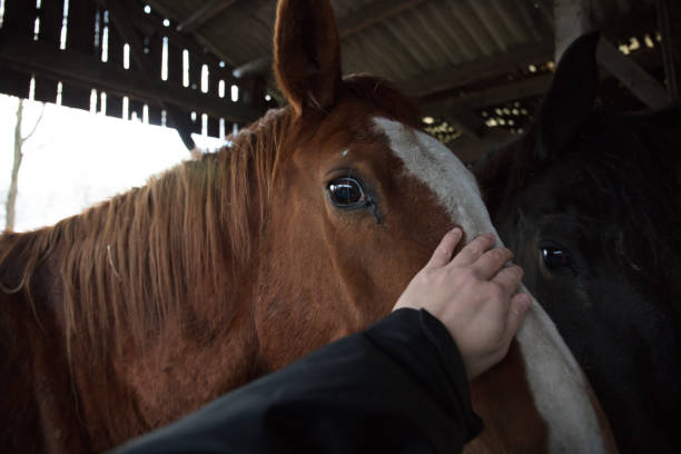 istock Horse farm in Netherlands 1211582845