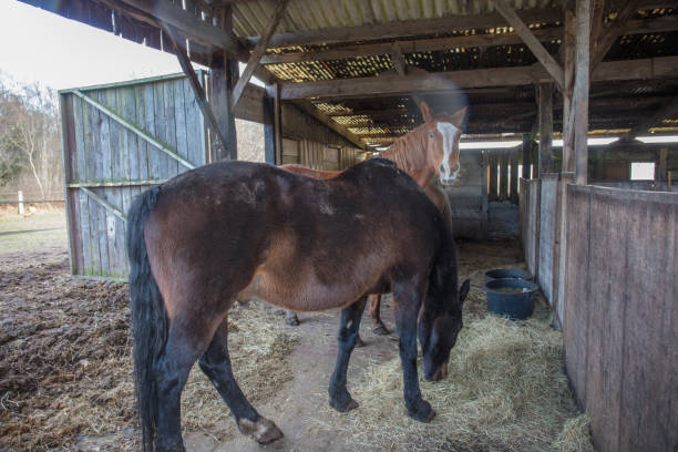 istock Horse farm in Netherlands 1211582852