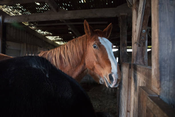 istock Horse farm in Netherlands 1211582876