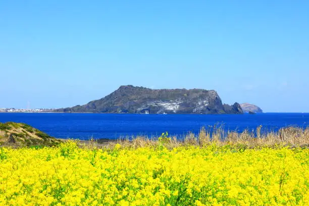 It is a spring view of "Sunrise Peak" in Jeju.