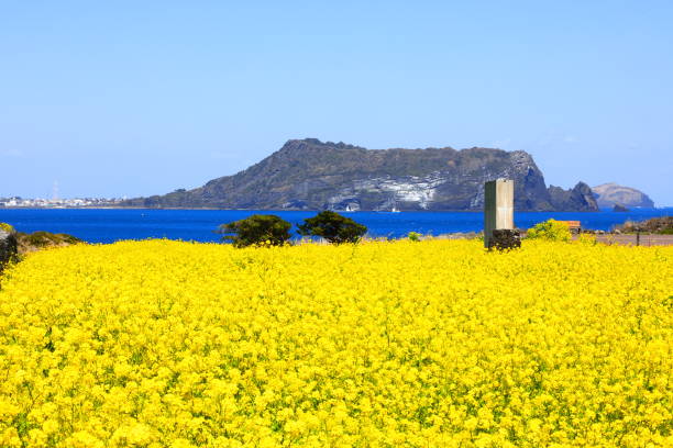 istock Sunrise Peak, Rape Blossom, Spring, Sea, Coast 1211583294