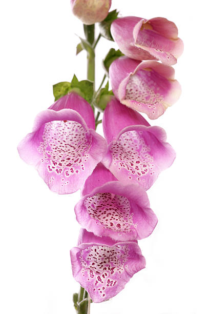 istock closeup of foxglove flower 121158343