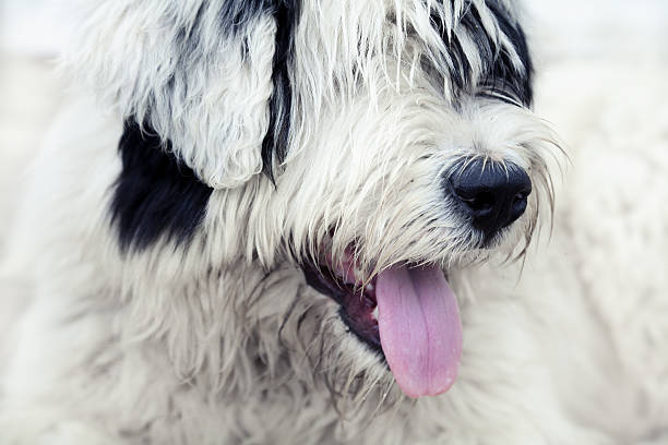 dog portrait stock photo