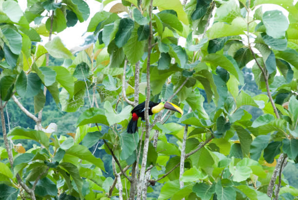 Chestnut-Mandibled Toucan stock photo