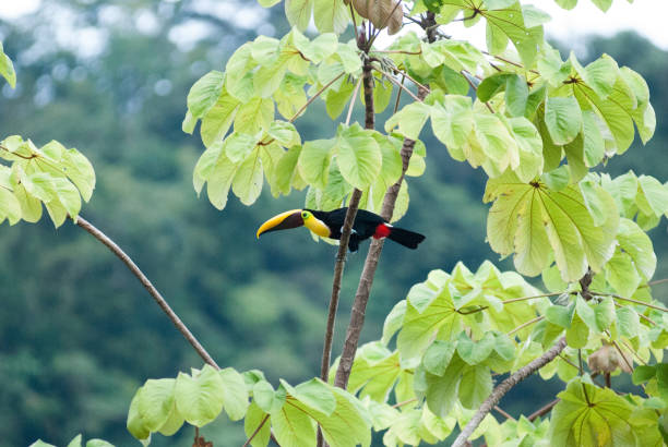 istock Chestnut-Mandibled Toucan 1211585266