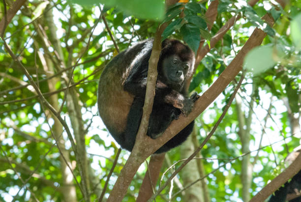 Howler Monkey stock photo