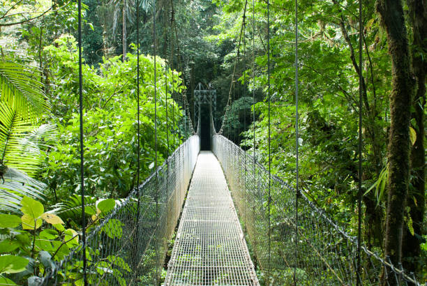 Jungle Bridge, La Fortuna Waterfall Hike stock photo