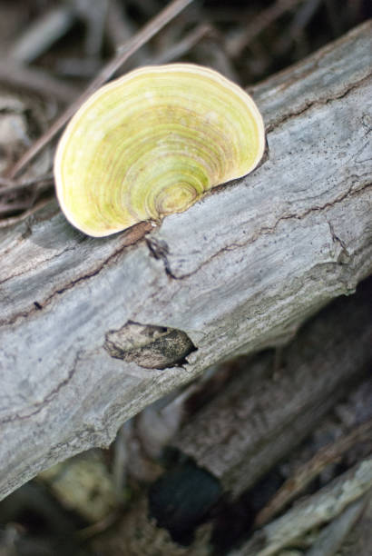 Tree Fungus stock photo