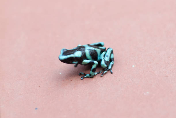 Green and Black Dart Frog stock photo