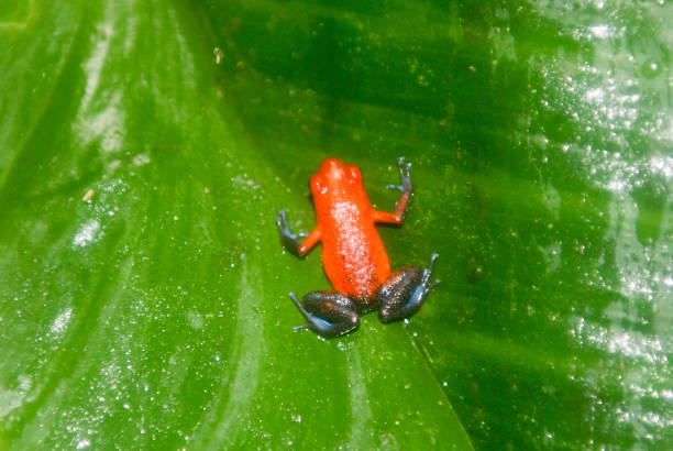 Strawberry Poison Dark Frog stock photo