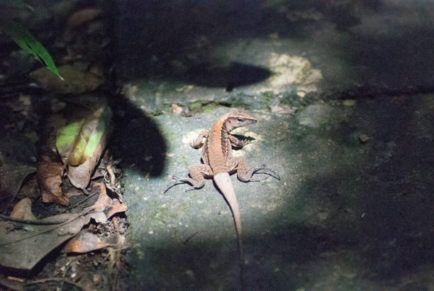 Central American Ameiva Lizard (Ameiva festiva) stock photo