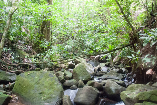 Jungle Creek stock photo