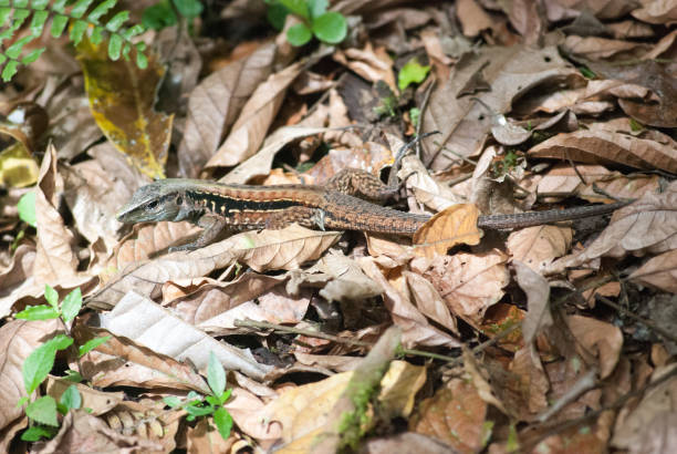 Central American Ameiva Lizard (Ameiva festiva) stock photo