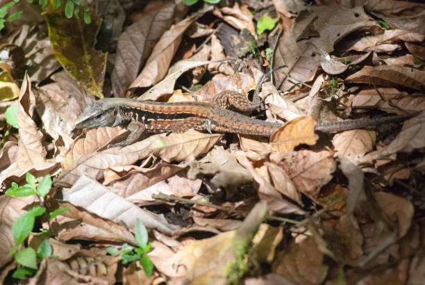 Central American Ameiva Lizard (Ameiva festiva) stock photo