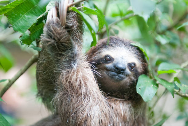 istock Brown-Throated Three-Toed Sloth 1211588234