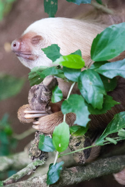 Hoffman's Two-Toed Sloth stock photo