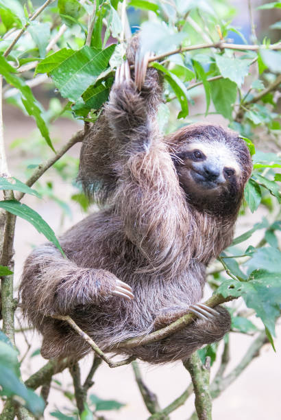 Brown-Throated Three-Toed Sloth stock photo